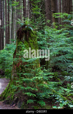 Eine verrottende Baumstumpf, neues Wachstum in einem gemäßigten Regenwald Leben gibt Stockfoto