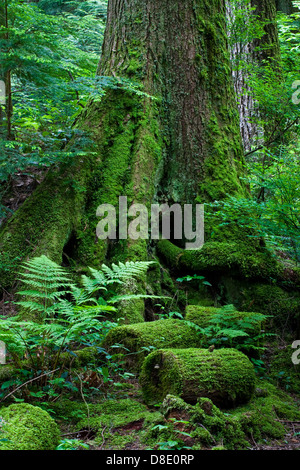 Die Wurzelstruktur einer Reifen Tanne in einem gemäßigten Regenwald Stockfoto