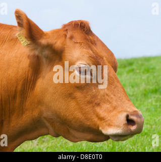 Close-up Schuss in den Kopf einer kreuzen-Kuh (gezüchtet mit einem South Devon Stier auf eine Limousin-Kuh) Stockfoto