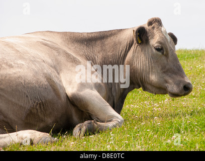 Cross-Breed-Kuh (gezüchtet mit einem Charolais Bull auf einer friesischen Kuh) Stockfoto