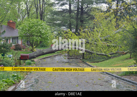 Eiche Baum gefallenen über Straße Stockfoto