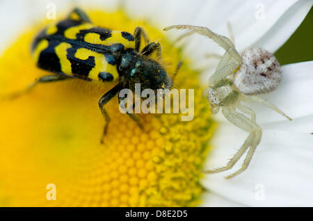 26. Mai 2013 - Roseburg, Oregon, USA - A Crab Spider und ein Käfer teilen eine Daisy Blüte in einem Feld nahe Roseburg. Die Spinne räuberische Hinterhalt schien desinteressiert beim Angriff auf des Käfers. Der Käfer schien Pollen Essen. (Bild Kredit: Robin Loznak/ZUMAPRESS.com ©) Stockfoto