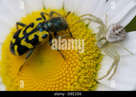 26. Mai 2013 - Roseburg, Oregon, USA - A Crab Spider und ein Käfer teilen eine Daisy Blüte in einem Feld nahe Roseburg. Die Spinne räuberische Hinterhalt schien desinteressiert beim Angriff auf des Käfers. Der Käfer schien Pollen Essen. (Bild Kredit: Robin Loznak/ZUMAPRESS.com ©) Stockfoto