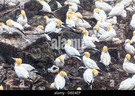 Basstölpel und Küken im Vogelfelsen, Cape St. Mary, Neufundland, Kanada Stockfoto