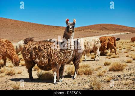 Lamas (Lama Glama) auf dem Altiplano, Bolivien Stockfoto