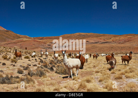 Lamas (Lama Glama) auf dem Altiplano, Bolivien Stockfoto