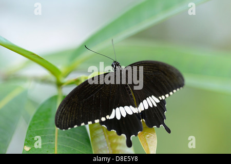 Schmetterling gemeinsame Mormone (Papilio Polytes) auf einem Blatt Stockfoto