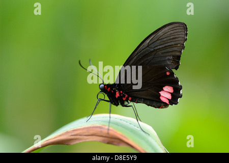 Transandean Cattleheart (Parides Iphidamas) auf einem Blatt Schmetterling Stockfoto