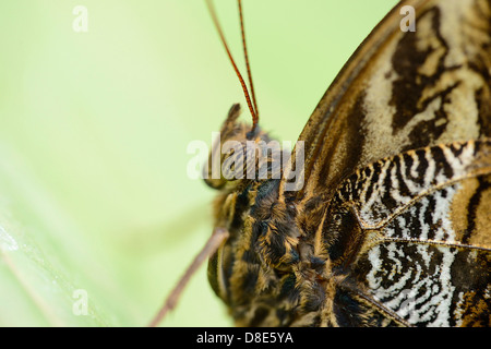 Schmetterling Wald Riesen Eule (Caligo Eurilochus), Makroaufnahme Stockfoto