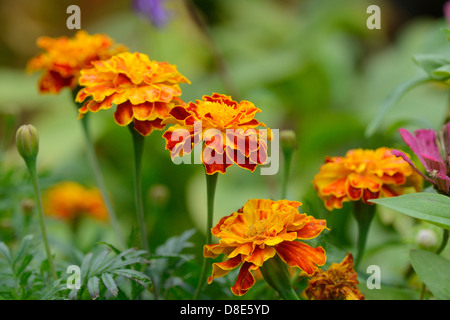 Blühende Tagetes Stockfoto