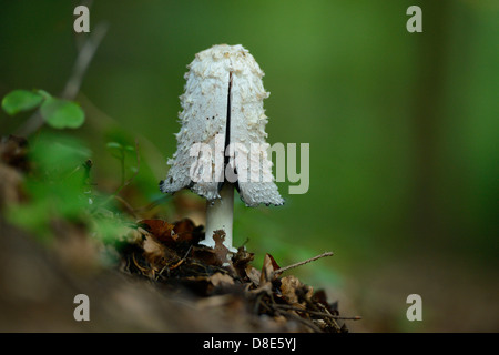 Shaggy Tinte GAP (Coprinus Comatus) Stockfoto