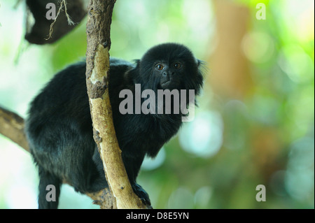 Goeldi Affe (Callimico Goeldii) auf einem Ast im Zoo Augsburg, Bayern, Deutschland Stockfoto