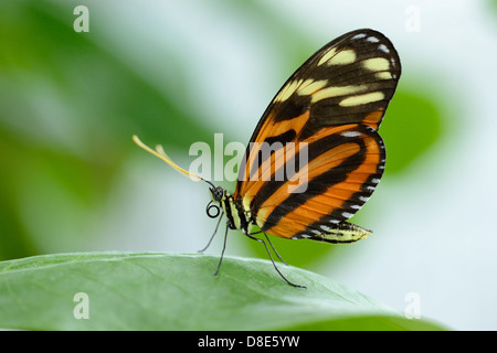 Schmetterling Ismenius Tiger (Heliconius Ismenius) auf einem Blatt Stockfoto