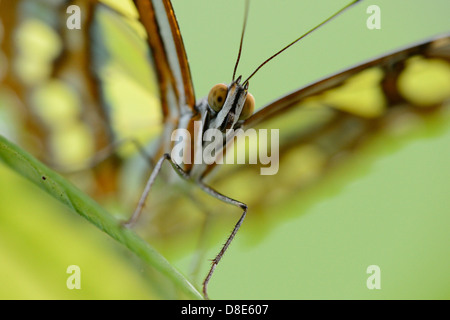 Schmetterling Malachit (Siproeta Stelenes) auf einem Blatt, Makroaufnahme Stockfoto