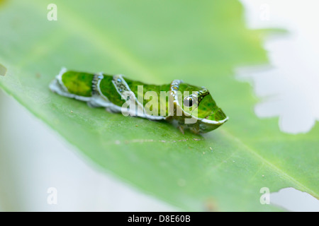 Larve des gemeinsamen Mormone (Papilio Polytes) Stockfoto