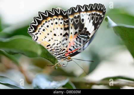 Schmetterling rot Florfliege (Cethosia Biblis) auf einem Blatt Stockfoto