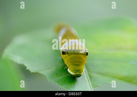 Larve des gemeinsamen Mormone (Papilio Polytes) Stockfoto