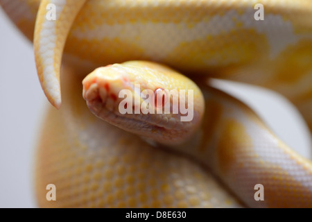 Burmesischen Python (Python aus Bivittatus), Albino Stockfoto