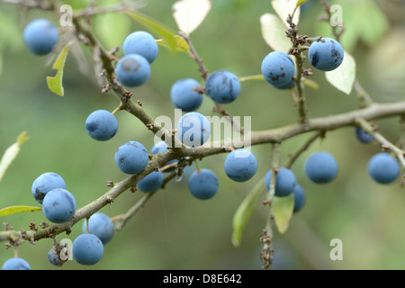 Früchte der Schlehe (Prunus Spinosa) Stockfoto