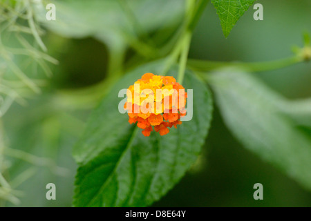 Blühende spanische Flagge (Lantana Camara) Stockfoto