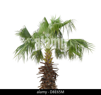 Palm Tree auf weißem Hintergrund Stockfoto