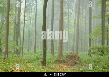 Buchenwald im Herbst, Oberpfalz, Bayern, Deutschland Stockfoto