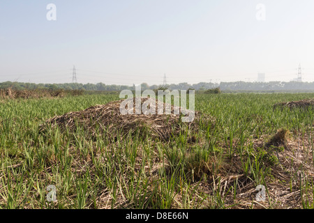 Haufen getrocknetes Gras zusammen mit frischen Rasen in das Vogelschutzgebiet Okhla in Noida in Indien. In den Gebäuden der Abstand Stockfoto