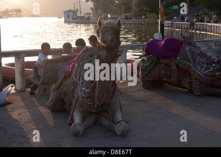 Kamele und Touristen am Ufer des Fateh Sagar See in Udaipur in Indien eingerichtet. Kamelbesitzer warten auf Touristen zu kommen. Stockfoto