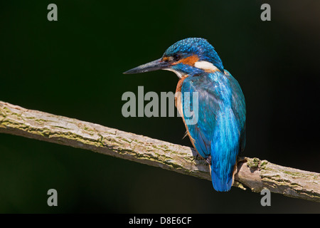 Porträt von ein männlicher Eisvogel Stockfoto