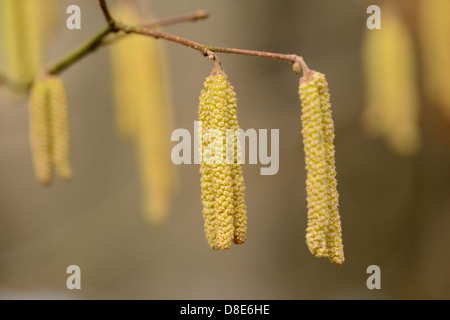 Kätzchen von einem gemeinsamen Hasel (Corylus Avellana), Nahaufnahme Stockfoto