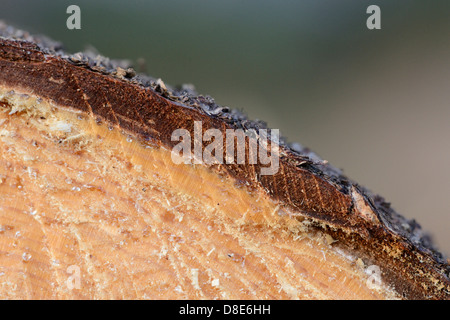 Aus einer Fichte (Picea Abies) aus einem Baumstamm geschnitten, Makro erschossen Stockfoto