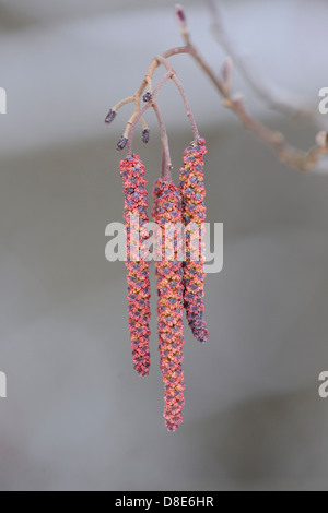 Kätzchen der Schwarz-Erle (Alnus Glutinosa), Nahaufnahme Stockfoto