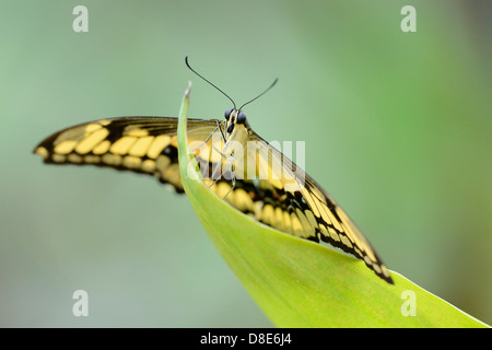 König der Schmetterling Schwalbenschwanz (Papilio Thoas) auf einem Blatt Stockfoto