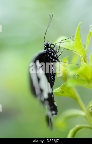 Transandean Cattleheart (Parides Iphidamas) auf einem Blatt Schmetterling Stockfoto