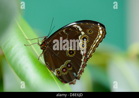 Schmetterling gemeinsame Morpho (Morpho Peleides) auf einem Blatt Stockfoto