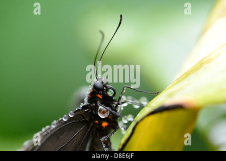 Transandean Cattleheart (Parides Iphidamas) auf einem Blatt, Makroaufnahme Schmetterling Stockfoto