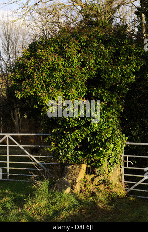 Reife Ivy Bush, Hedera Helix wachsen auf einer alten Steinmauer, beladen mit Beeren, Wales, UK. Stockfoto