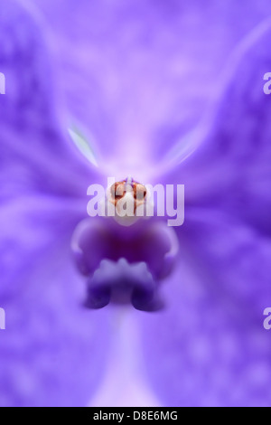 Blühende Orchidee Vanda Princess Mikasa, Makroaufnahme Stockfoto