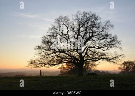 Eiche, Vogelsberg, Hessen, Deutschland, Europa Stockfoto