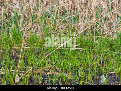 Citrin Bachstelze (Motacilla Citreola) Vogel Reed Hintergrund Stockfoto