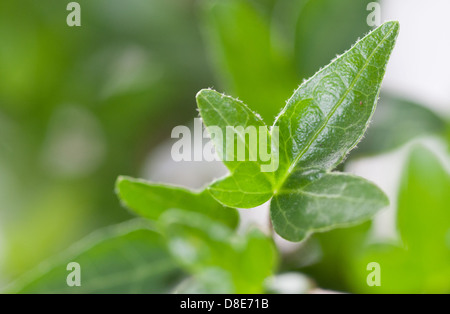 Frische neue Efeu schießen im Frühjahr. Stockfoto