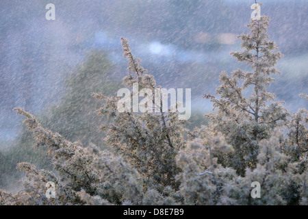 Filiale von eine Gemeine Wacholder (Juniperus Communis) im Schnee Stockfoto