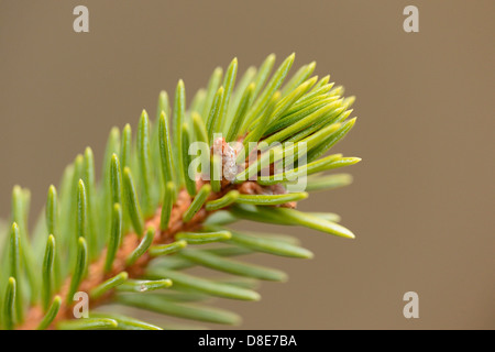 Zweig einer Fichte (Picea Abies), Nahaufnahme Stockfoto