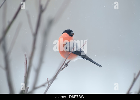 Eurasische Gimpel (Pyrrhula Pyrrhula) auf einem Ast Stockfoto