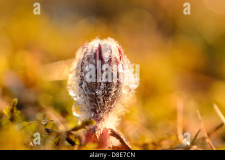 Knospe einer Kuhschelle (Pulsatilla Vulgaris), Nahaufnahme Stockfoto