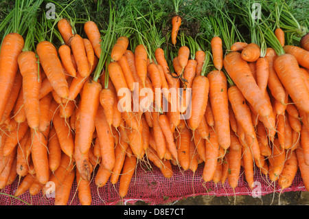 Karotte Stockfoto