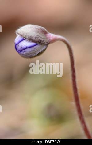 Gemeinsamen Leberblümchen (Anemone Hepatica), Nahaufnahme Stockfoto