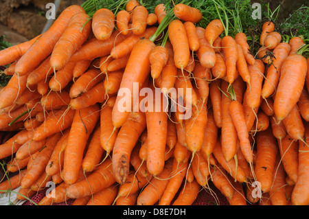 KAROTTE Stockfoto