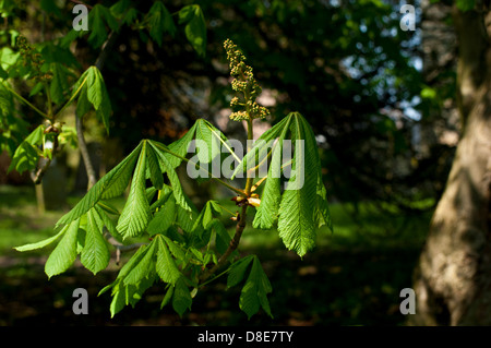 Rosskastanie Stockfoto