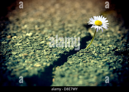 Daisy wächst durch asphalt Stockfoto